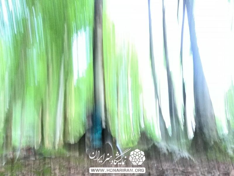 عکس زیبای جنگل با تکنیک پنینگ در عکاسی