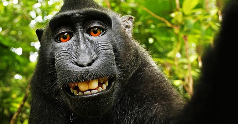 عکس پر فروش میمون سیاه سلفی انداز