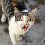 عکس با کیفیت گربه ایرانی در حال حمله