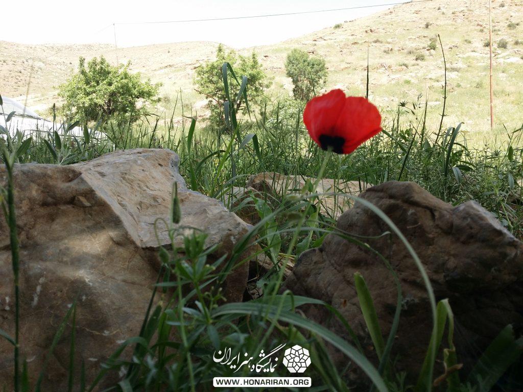 عکاسی منظره از گل و سنگ مهاباد