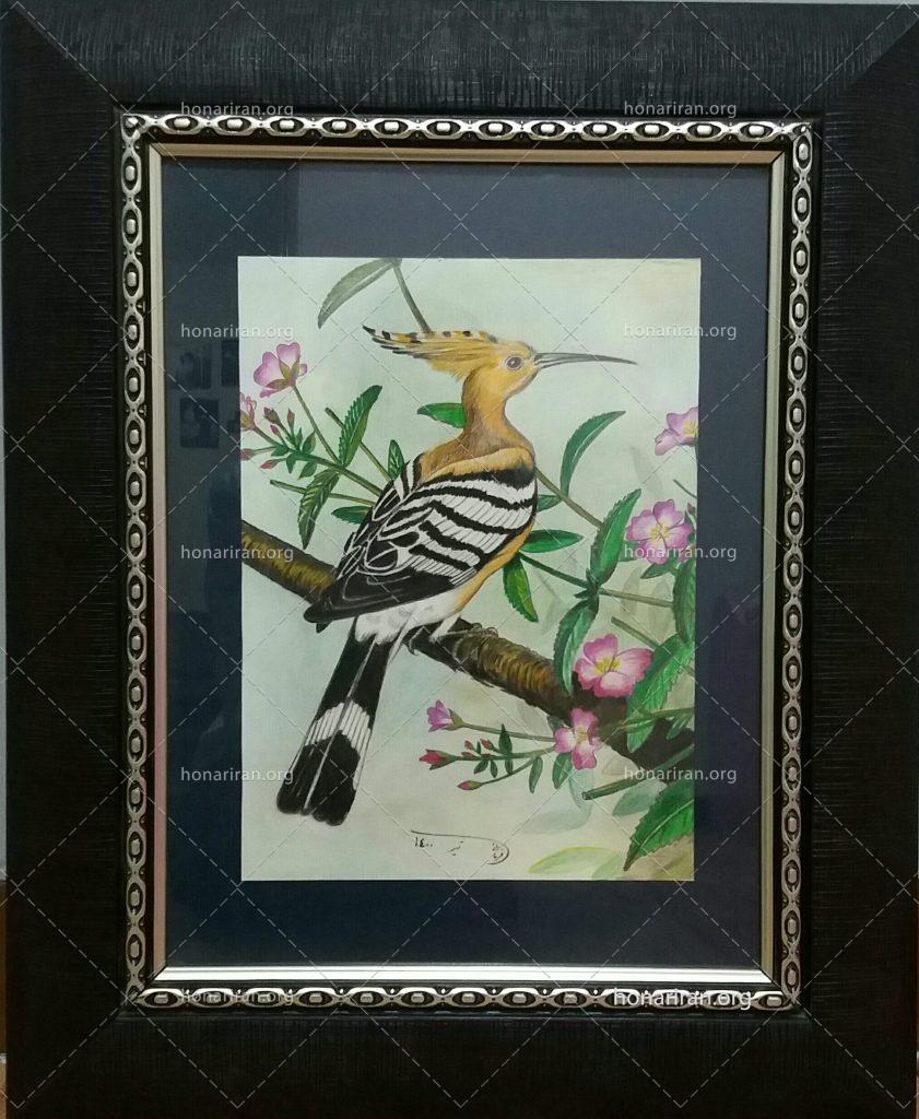 نقاشی هدهد مدادرنگی