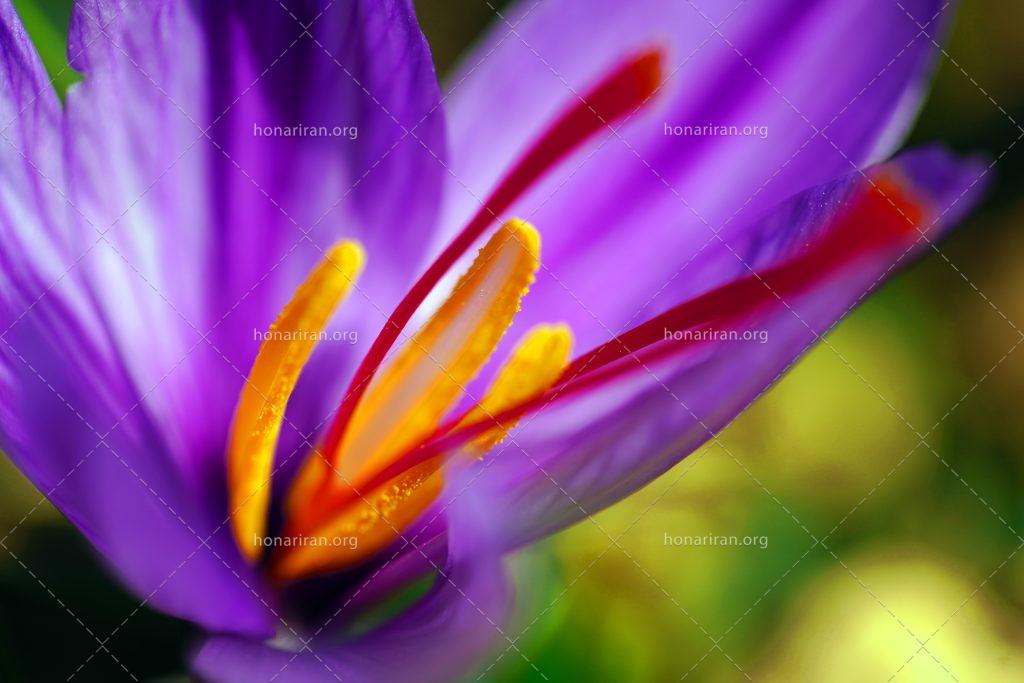 عکس با کیفیت گل زعفران زیبا با رنگ های جذاب
