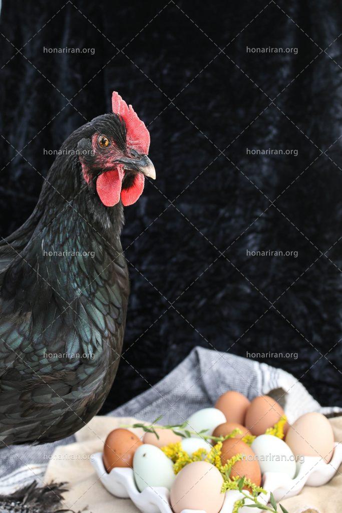 عکس با کیفیت مرغ سیاه قرار گرفته در کنار تخم مرغ ها