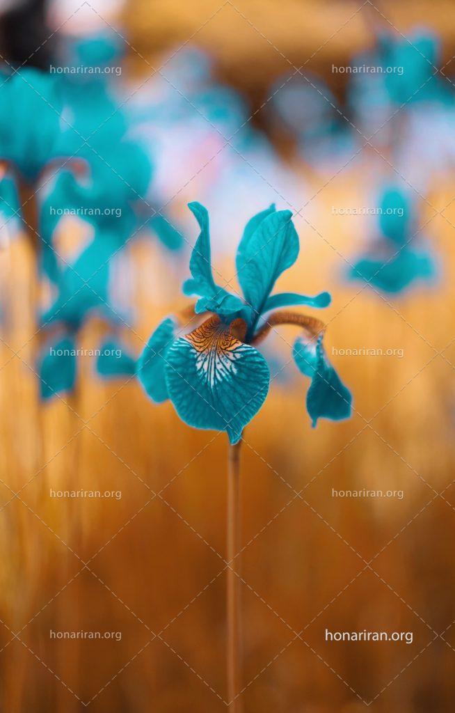 عکس با کیفیت گل زنبق آبی