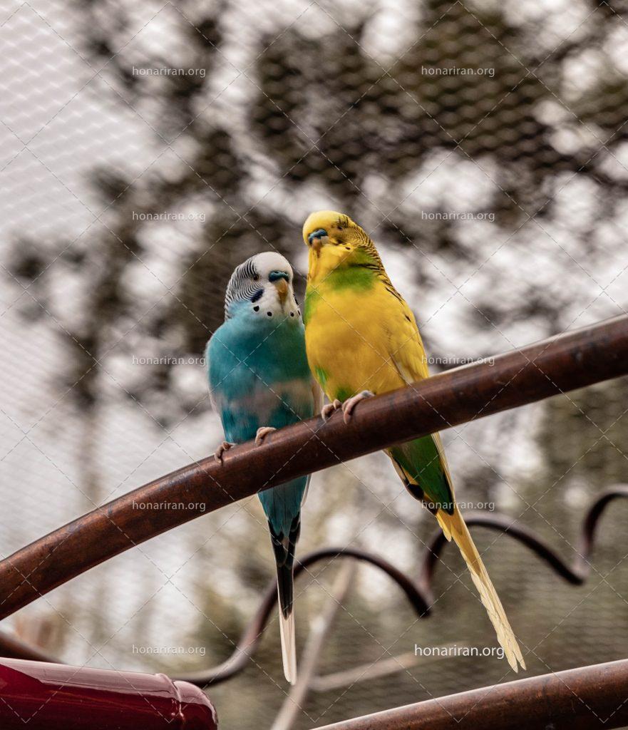 عکس با کیفیت دو مرغ عشق آبی و زرد