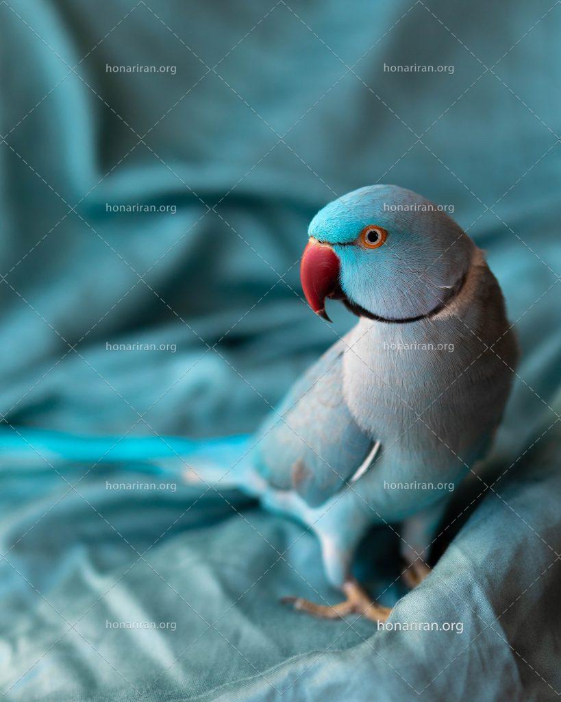 عکس با کیفیت طوطی ملنگو زیبا به رنگ آبی