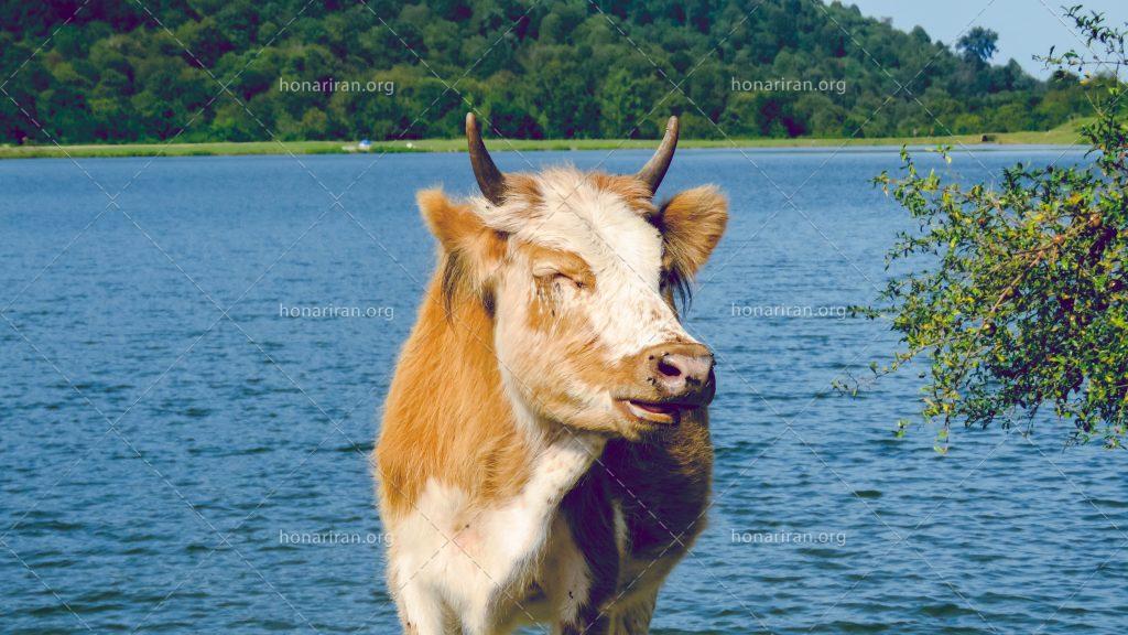 عکس با کیفیت گاو زیبا استاده در کنار دریاچه
