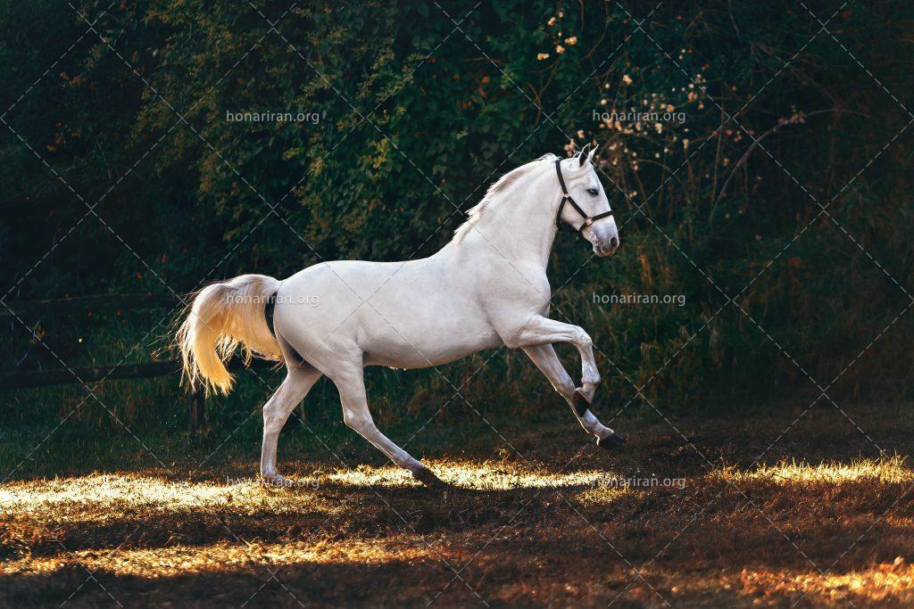 عکس با کیفیت اسب سفید زیبای در حال حرکت