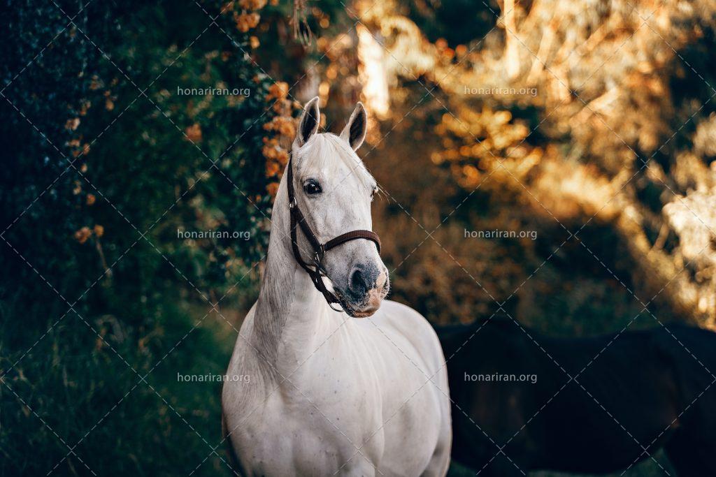 عکس با کیفیت زیبای اسب سفید در فضای باز