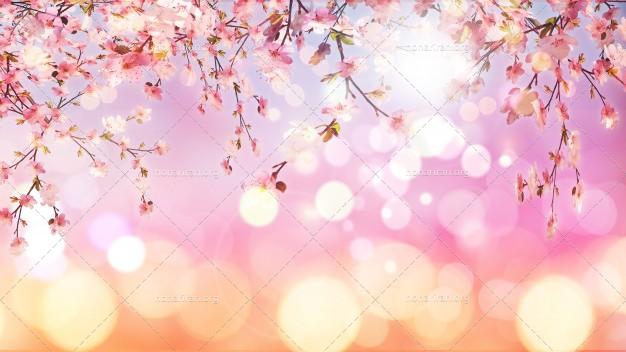 عکس شکوفه های بهاری JPG