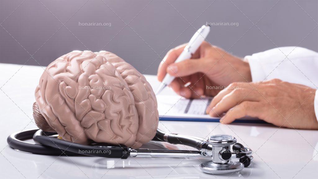 عکس با کیفیت ماکت مغز انسان به همرا استتوسکوپ