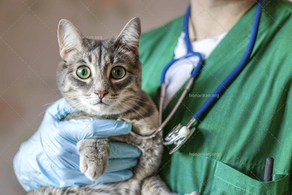 عکس با کیفیت گربه در بغل دامپزشک