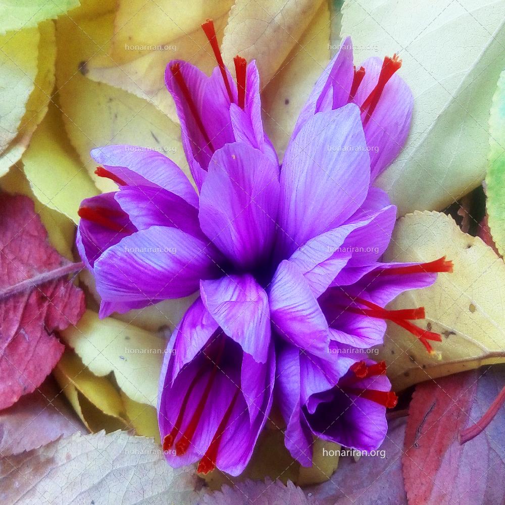 عکس طبیعی گل زعفران