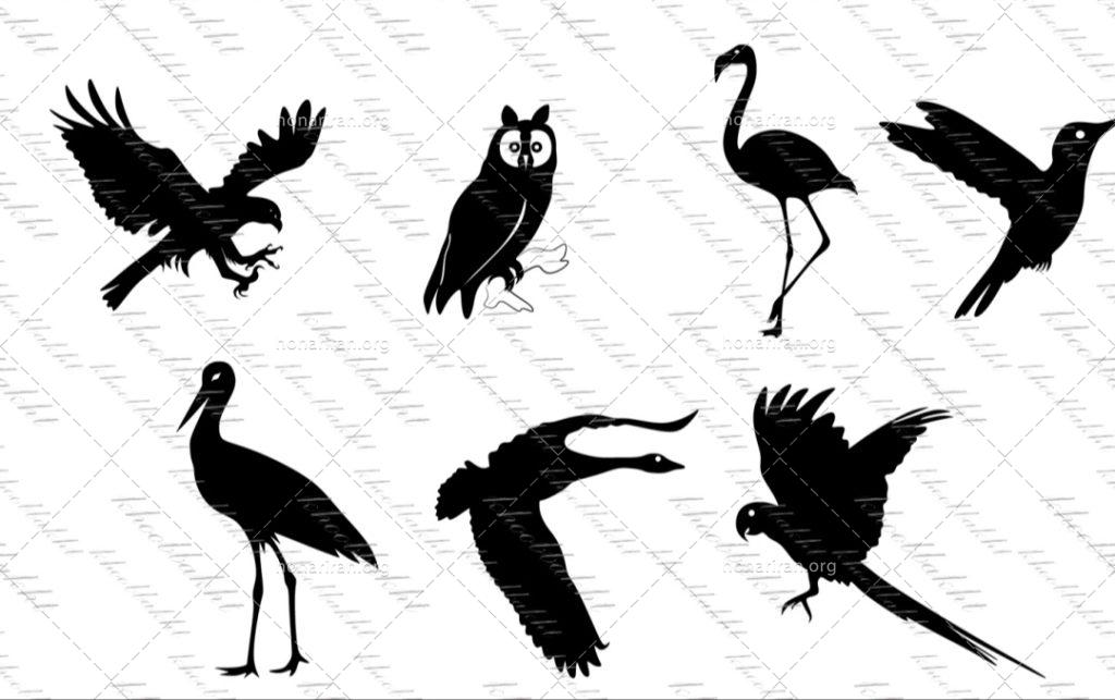 دانلود طرح وکتور پرنده هایی همچون عقاب و جغد و طوطی و غاز و حواصیل و لک لک و مرغ مگس خوار