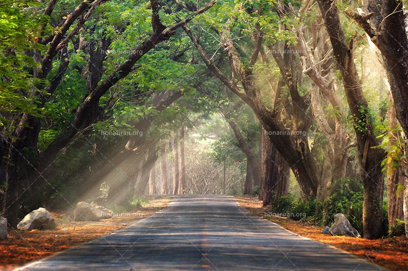 دانلود عکس و تصویر با کیفیت بالا و زیبای جاده ای در میان جنگل با تابش نور آفتاب
