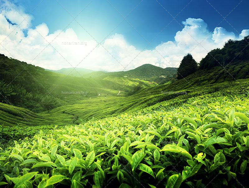 دانلود عکس و تصویر با کیفیت بالا و زیبای مزرعه چای در ارتفاعات با تابش نور آفتاب و آسمان آبی