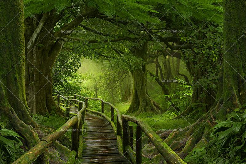 دانلود عکس و تصویر با کیفیت بالا و زیبای پل چوبی بر فراز جنگل بارانی و رویایی