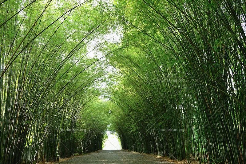 دانلود عکس و تصویر با کیفیت بالا و زیبای تونل بامبو