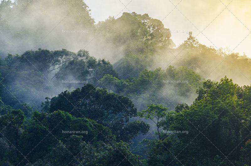 دانلود عکس و تصویر با کیفیت بالا و زیبای جنگل ابری