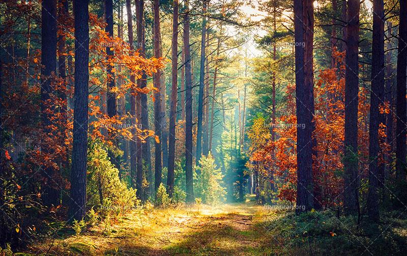 دانلود عکس و تصویر با کیفیت بالا و زیبای جنگل پاییزی رنگارنگ با پرتوهای خورشید از میان شاخه‌های درختان