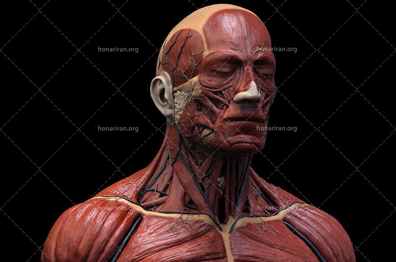 دانلود عکس و تصویر با کیفیت بالا و زیبای آناتومی عضلات صورت و گردن و قفسه سینه انسان