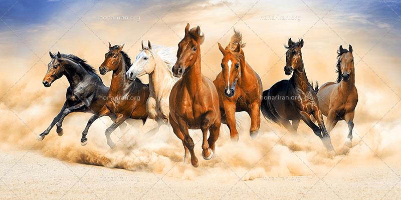 دانلود عکس و تصویر با کیفیت بالا و زیبای دویدن هفت اسب بر روی شن و ماسه