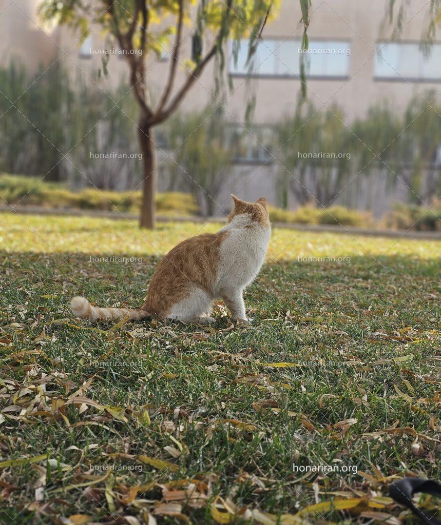 عکاسی از گربه زرد کیوت