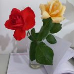 عکاسی از طبیعت و اشخاص