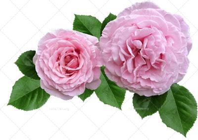 فایل PNG دو گل رز صورتی با کیفیت و دوربری شده