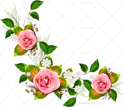 فایل PNG شاخه گل رز دوربری شده کد 16