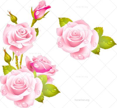 فایل PNG شاخه گل رز دوربری شده کد 9