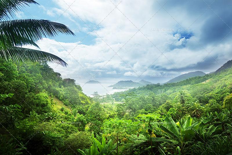 دانلود عکس و تصویر با کیفیت بالا و زیبای جنگل مشرف به دریا