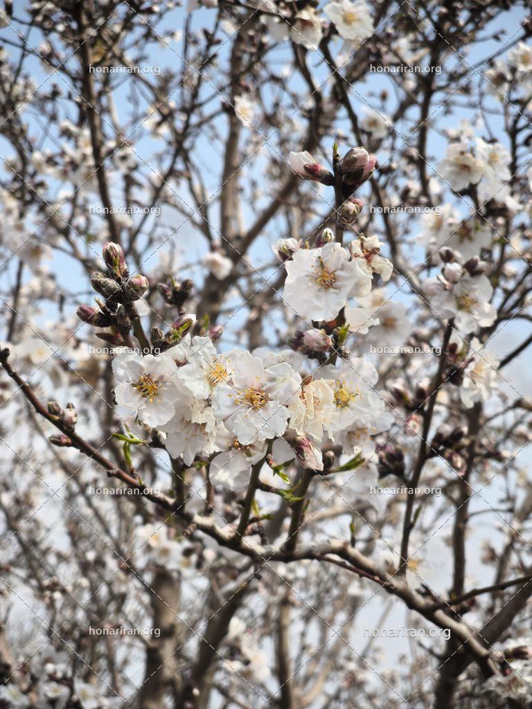 عکس از شکوفه بادام