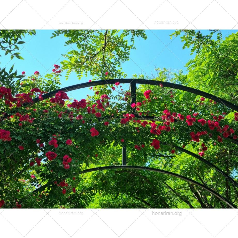 قطعه عکس اردیبهشتگان