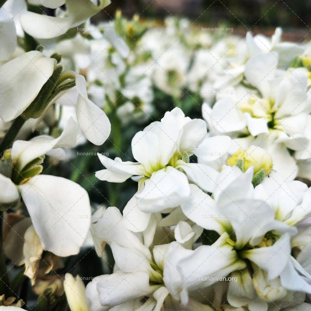 قطعه عکس گل سفید