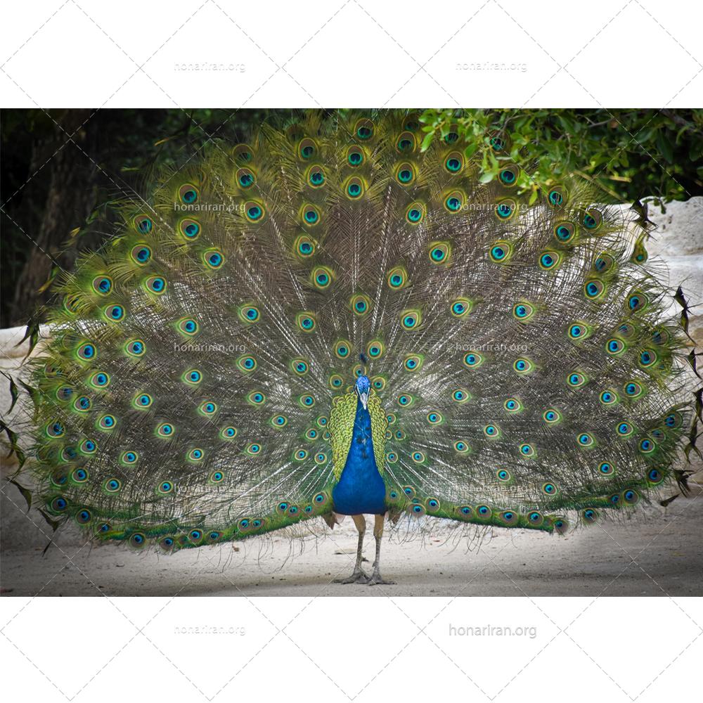 قطعه عکس طاووس