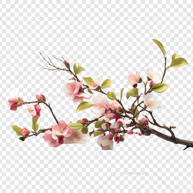 طرح آماده لایه باز شاخه و شکوفه های بهاری