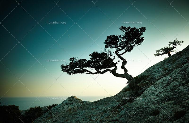 دانلود عکس و تصویر با کیفیت بالا و زیبای درختان بر روی دامنه کوه هنگام غروب آفتاب