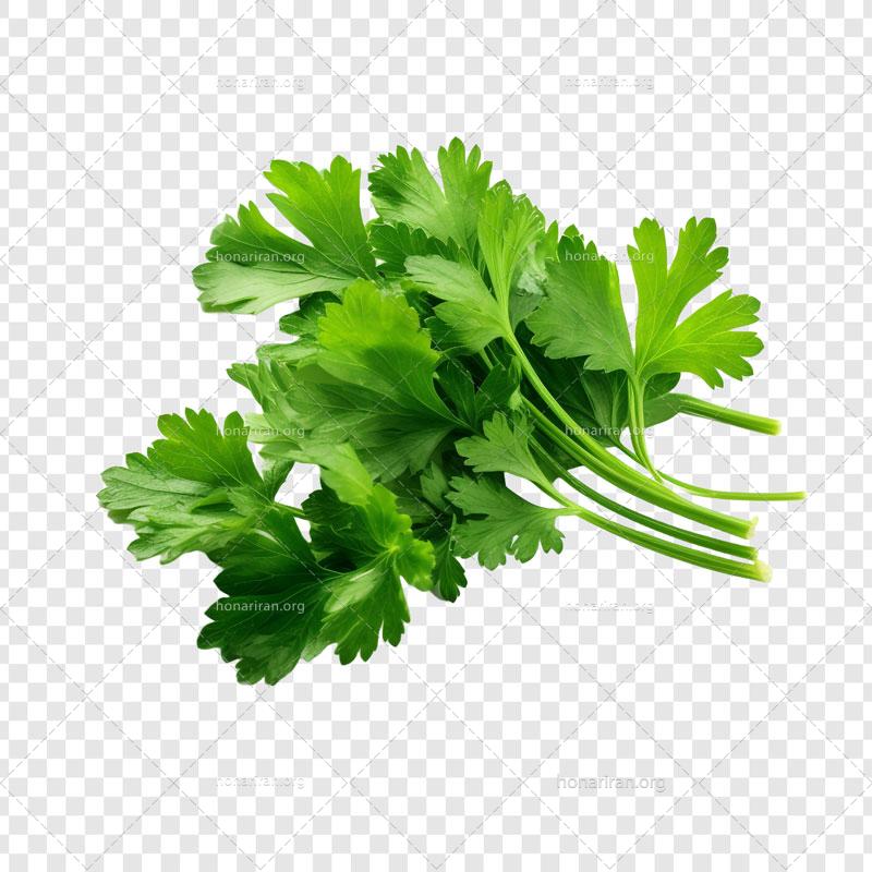 طرح آماده سبزی جعفری با بک گراند خالی