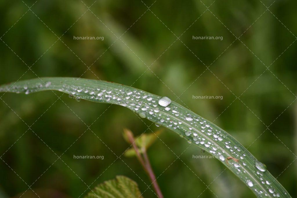 قطعه عکس شبنم روی برگ