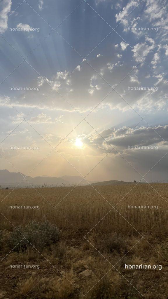 قطعه عکس خورشید در گندم زار