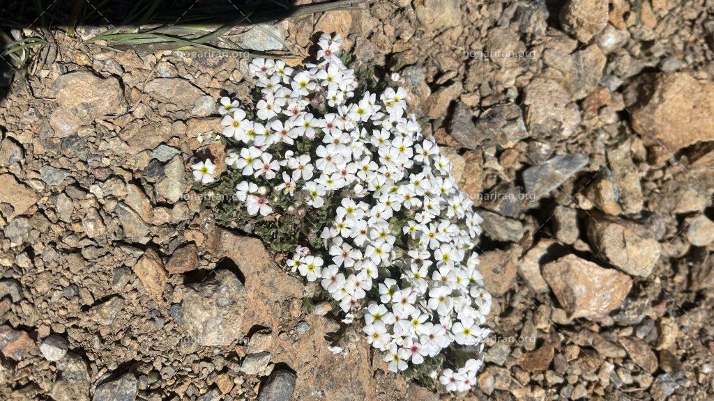 عکس گل خوشه ای سفید