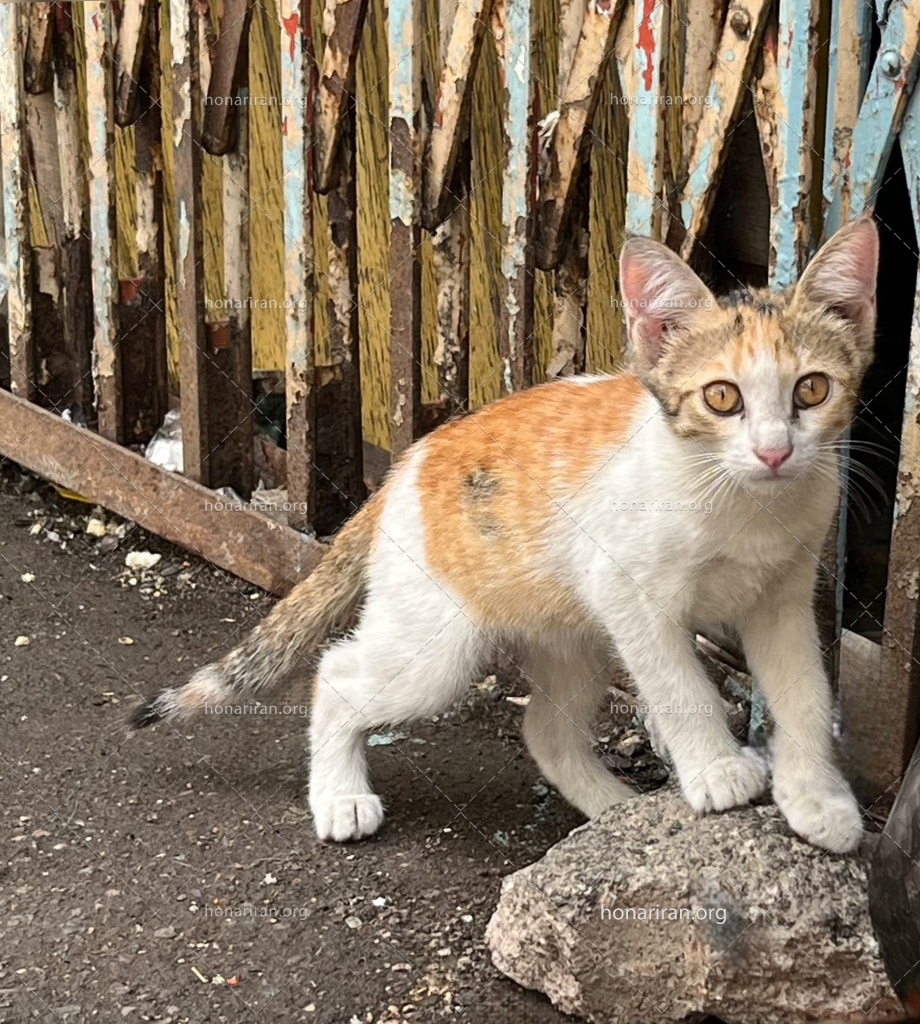 عکس گربه خیابانی