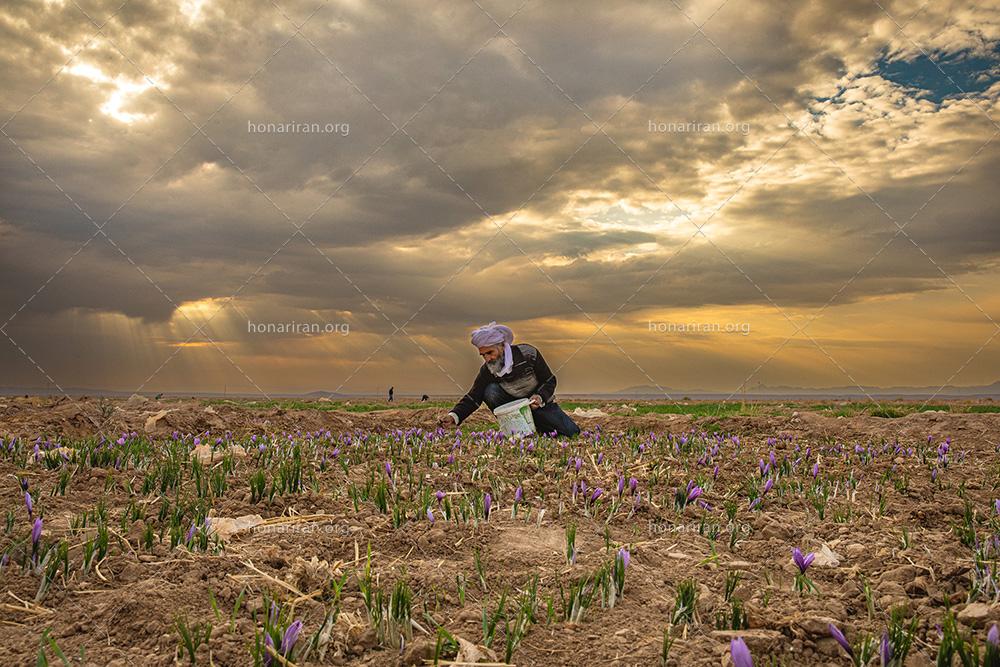 قطعه عکس برداشت زعفران