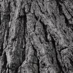 قطعه عکس بافت تنه درخت