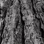 قطعه عکس بافت تنه درخت