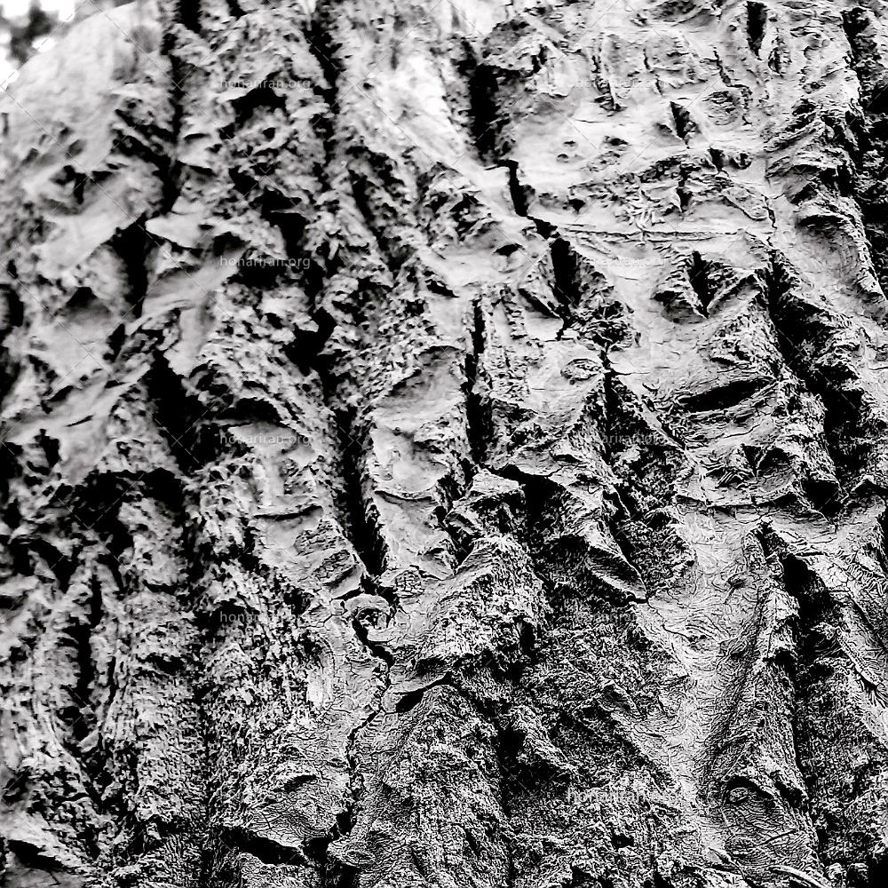 قطعه عکس بافت تنه درخت به حالت قدیمی