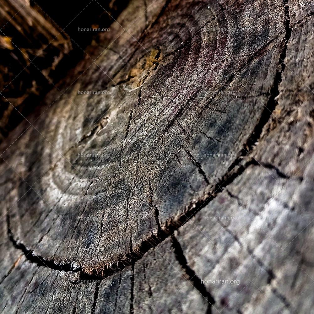 قطعه عکس فوکوس شده از کُنده درخت