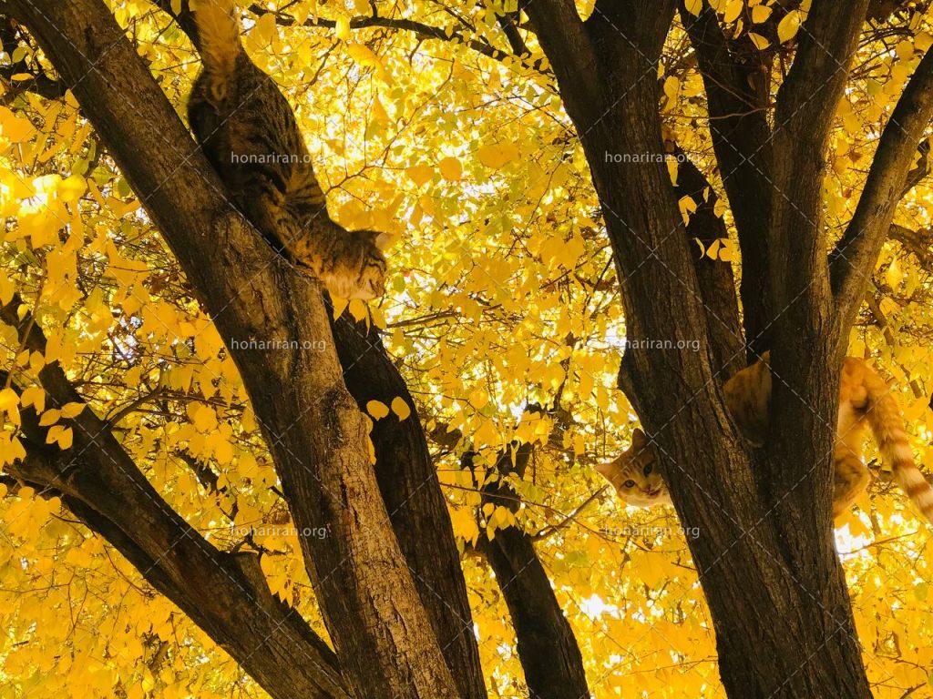قطعه عکس گلدن دیت -golden date