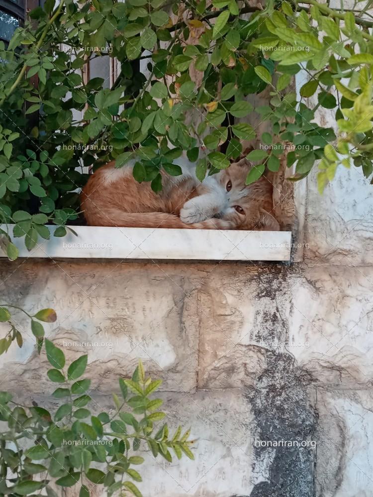 عکس گربه خوابالو
